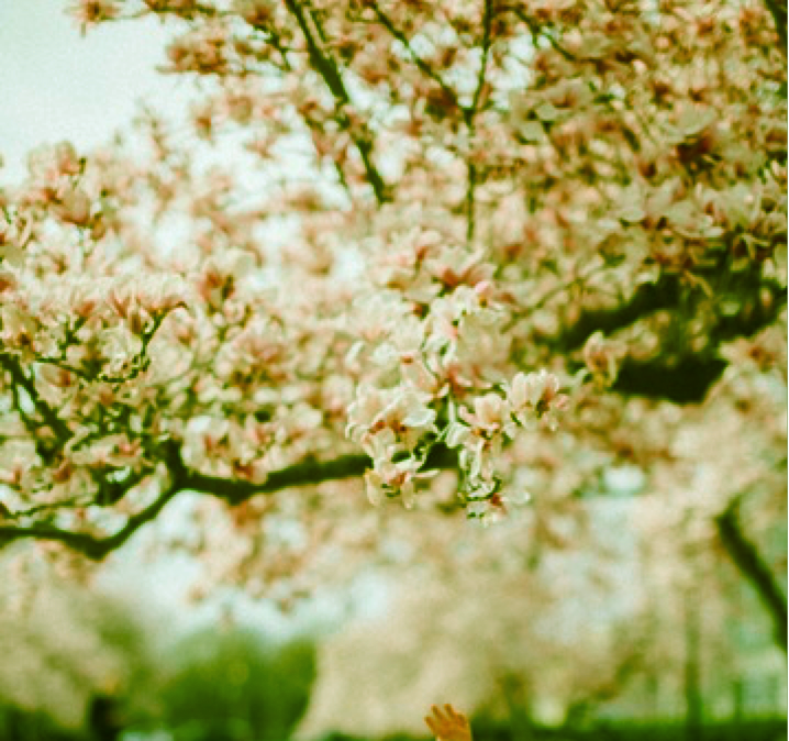 Photo of blooming roses